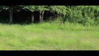 Wild deer takes a nap at edge of road