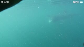 Ce requin pèlerin est passé très près d'un plongeur
