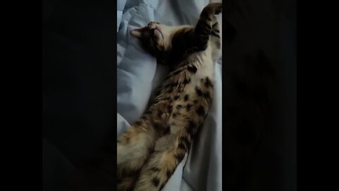 Funny Cat Sleeping in weird position 😂😂