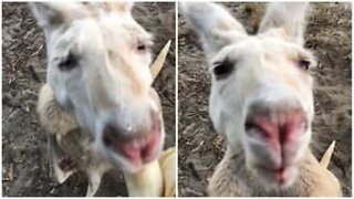 Cutest rare albino kangaroo loves bananas