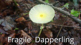 Fragile Dapperling , the mushroom so delicate that it crumbles
