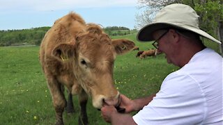 Cow disapproves of song on man's phone, changes it to something better