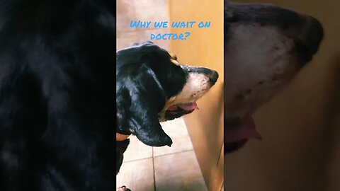 BlueTick Coon Hound, saw the doctor! #dog #dogs #Hound #Vet