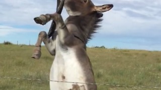 This Donkey Wants To Play!