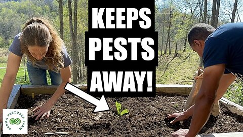 Potato Planting in the Raised Bed Gardens // Spring 2023