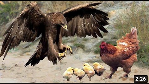 A mother sacrifices herself to save the chicks from attacking the eagle