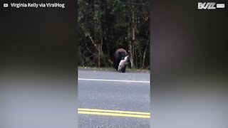 Cet ours traverse la route avec un énorme saumon dans la gueule