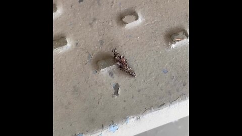 Strange insect