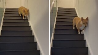 Food-motivated Pup Humorously Trots Down The Stairs