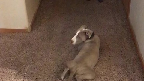 Sneaky Pit Bull Tiptoes His Way Behind The Baby As He Is Trying To Master The Technique