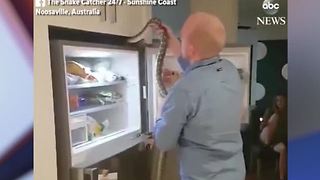 Family finds 5-foot snake on top of refrigerator