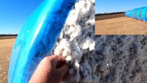 Cotton Field Harvested Bundled into Rolls like Hay!