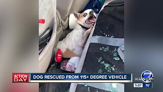 The dangers of leaving a pet in a hot car