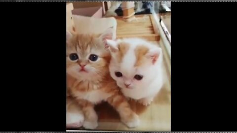 CUTEST CATS - Funny and Cute Cat Compilation 2021 part I