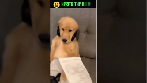 Dog Gets The Bill! #Shorts #Dog #Vet Bill #Guilty #Funny Dog #Funny #Youtube Shorts #Lazy #Lazy Dog