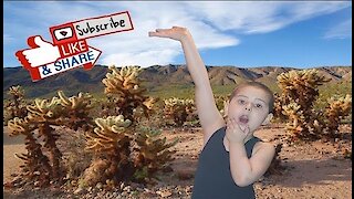 My Trip To The Cactus Garden in Arizona