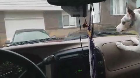 Funny Dog Goes Crazy When The Windshield Wipers Come On