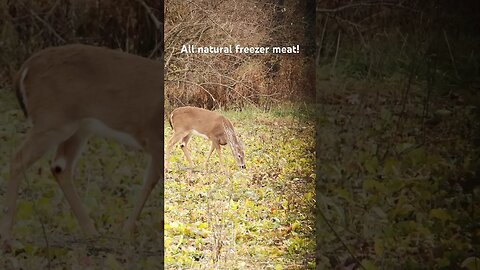 Center punch 👊🏼 #whitetail #doepatrol #venison