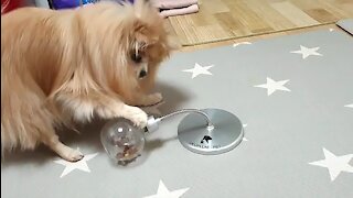 Pomeranian use their front paws well to eat snacks