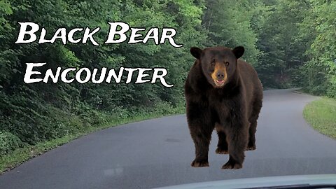 Have you been this close to a Black Bear?