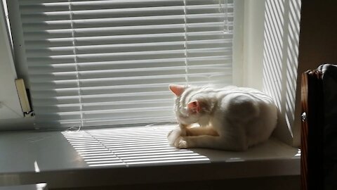 Cat Cleaning Itself by The Window