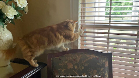 Funny Great Danes Watch Clever Cat Close The Blinds