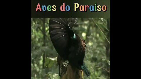 Acasalamento - Aves do Paraíso #shortsvideo