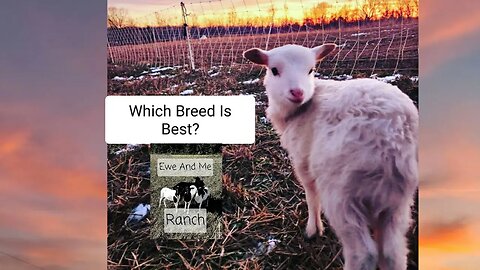 Are Dorper x Katahdin Ewes the Best Mothers? #homesteading #farming #ranching