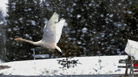 Swans in Snowfall