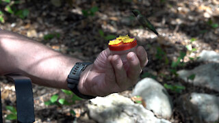 Feeding my Hummingbirds by hand