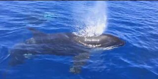 Orcas play with a rare ocean sunfish