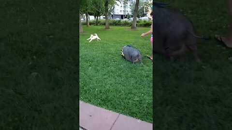 first pig encounter