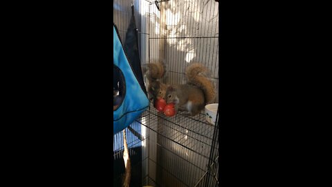 Herc & Achilles the squirrels discover TOMATOES!!