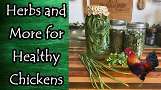 Herbs and More for Chicken Health