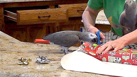 Helpful parrot lends a beak to wrap holiday gifts