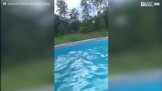 O mergulho deste cão na piscina merece nota 10