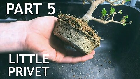 Little Privet Bonsai, from cutting, 5