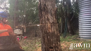 This Notch Makes Tree Cutting Safe For Loggers