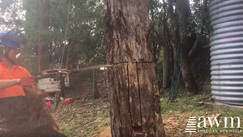 This Notch Makes Tree Cutting Safe For Loggers