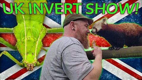 An American Tarantula Keeper in London - Capital Invert Show!