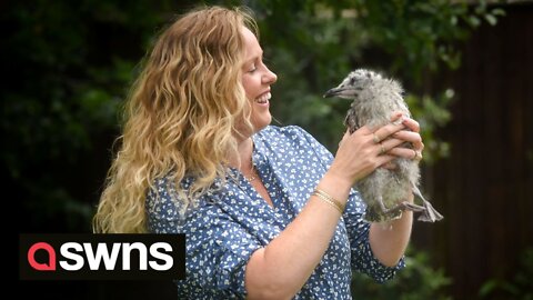 Animal lovers give helping hand to abandoned baby seaguls