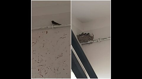 Kidnapper bird built a nest inside my house