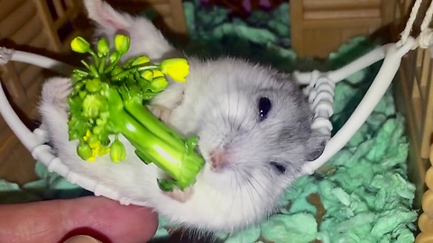 Pampered Hamster Likes To Enjoy Her Treat On A Hammock