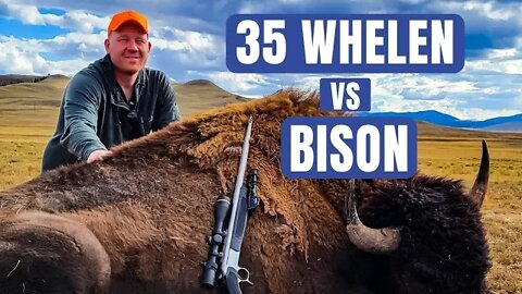 35 Whelen vs Buffalo [American Bison]