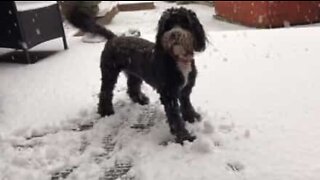 Tilluy, hunden som elsker å leke i snøen