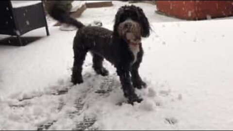 Tilluy, hunden som elsker å leke i snøen