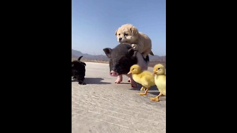 Beautiful Funny and Amazing animal cooperation