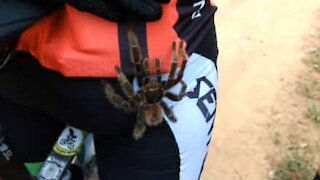 Panico: una tarantola si arrampica sulla gamba del ciclista