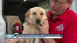 Dogs rescued from butchers in South Korea