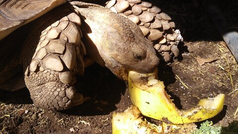 Sulcata Tortoise Munching Crunching Sounds 🐢